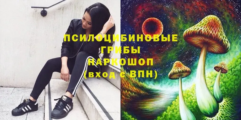 Псилоцибиновые грибы Psilocybe  Камышин 